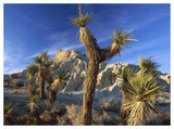 Joshua Trees In Red Rock Canyon State Park, California-Paper Art-50,,X38,,