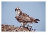 Osprey Adult Perching On Nest, Baja California, Mexico-Paper Art-32,,X22,,