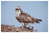 Osprey Adult Perching On Nest, Baja California, Mexico-Paper Art-50,,X34,,