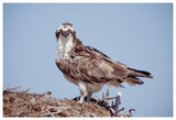 Osprey Adult Perching On Nest, Baja California, Mexico-Paper Art-62,,X42,,