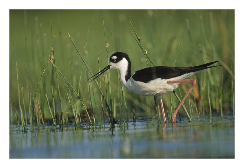 Black-Necked Stilt Wading Through Reeds, North America-Paper Art-26,,X18,,