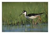 Black-Necked Stilt Wading Through Reeds, North America-Paper Art-26,,X18,,