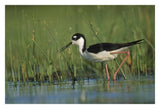Black-Necked Stilt Wading Through Reeds, North America-Paper Art-32,,X22,,