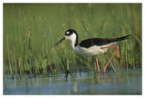 Black-Necked Stilt Wading Through Reeds, North America-Paper Art-50,,X34,,