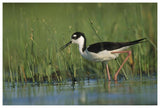 Black-Necked Stilt Wading Through Reeds, North America-Paper Art-62,,X42,,