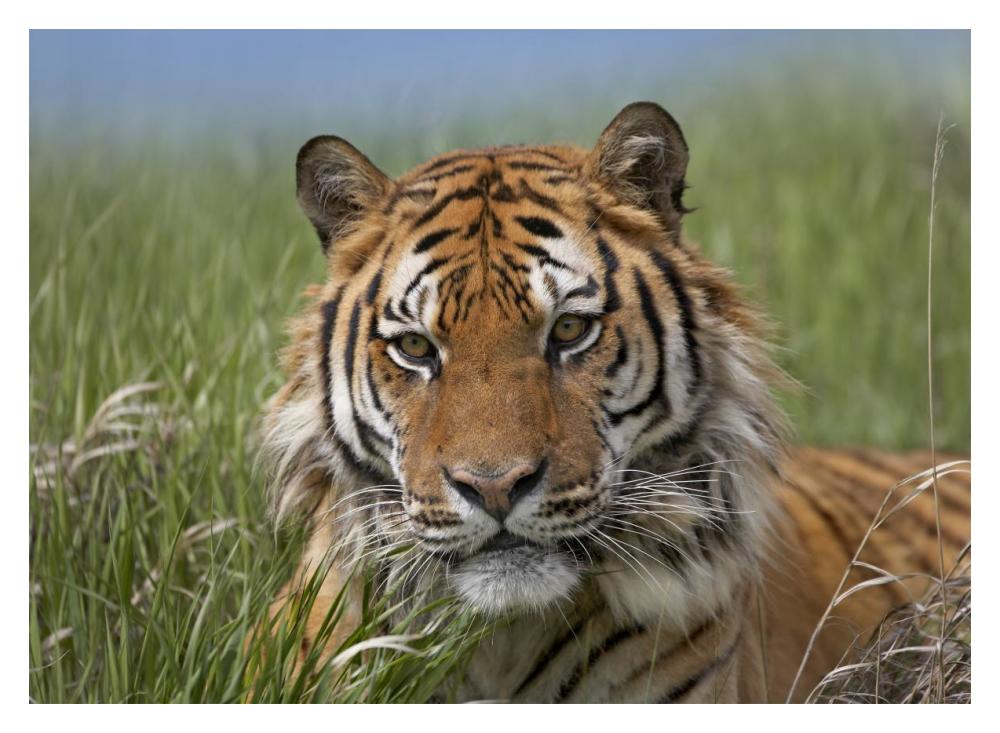 Siberian Tiger Portrait, Endangered, Native To Siberia-Paper Art-18,,X14,,