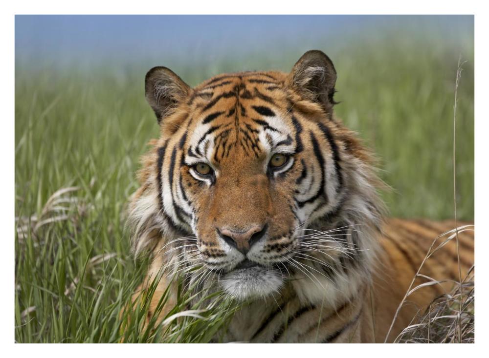 Siberian Tiger Portrait, Endangered, Native To Siberia-Paper Art-34,,X26,,