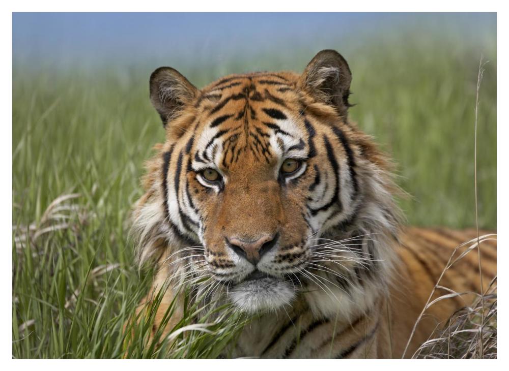 Siberian Tiger Portrait, Endangered, Native To Siberia-Paper Art-42,,X32,,