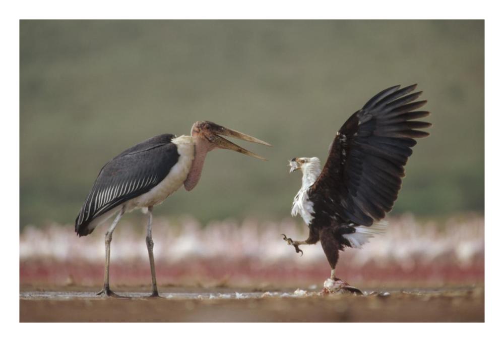 African Fish Eagle Quarreling With Marabou Stork Kenya-Paper Art-26,,X18,,