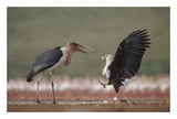 African Fish Eagle Quarreling With Marabou Stork Kenya-Paper Art-26,,X18,,