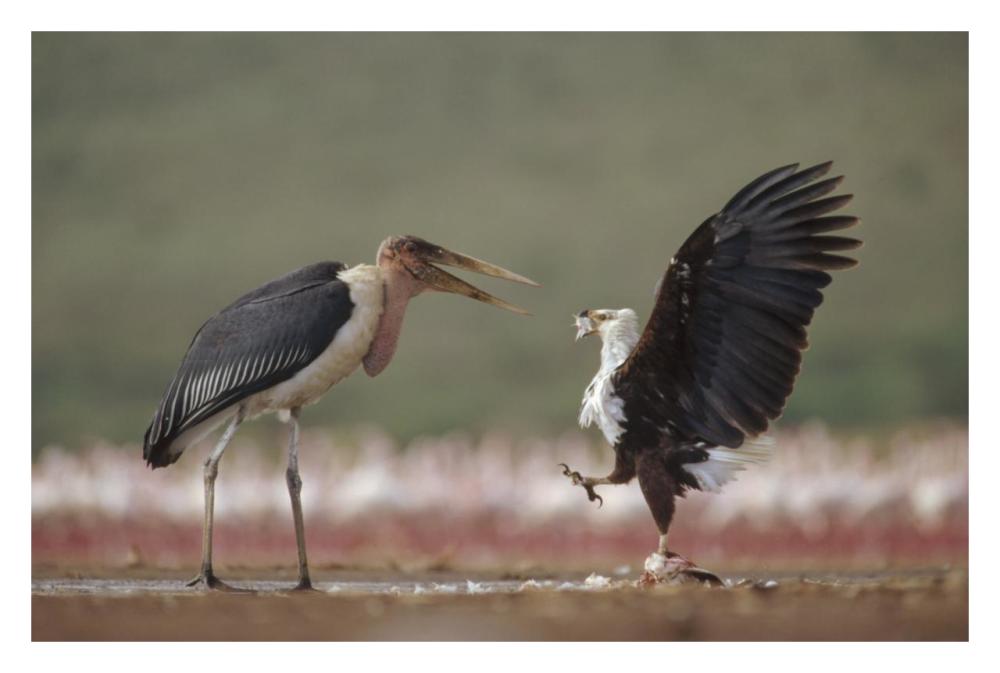 African Fish Eagle Quarreling With Marabou Stork Kenya-Paper Art-32,,X22,,