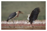 African Fish Eagle Quarreling With Marabou Stork Kenya-Paper Art-38,,X26,,