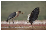 African Fish Eagle Quarreling With Marabou Stork Kenya-Paper Art-50,,X34,,