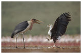 African Fish Eagle Quarreling With Marabou Stork Kenya-Paper Art-62,,X42,,