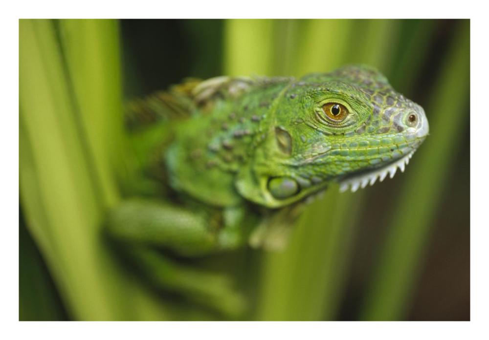 Green Iguana Amid Green Leaves, Roatan Island, Honduras-Paper Art-26,,X18,,