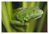 Green Iguana Amid Green Leaves, Roatan Island, Honduras-Paper Art-32,,X22,,