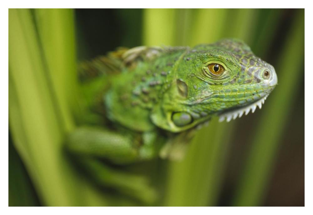 Green Iguana Amid Green Leaves, Roatan Island, Honduras-Paper Art-38,,X26,,