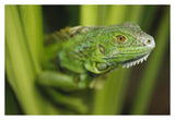 Green Iguana Amid Green Leaves, Roatan Island, Honduras-Paper Art-38,,X26,,