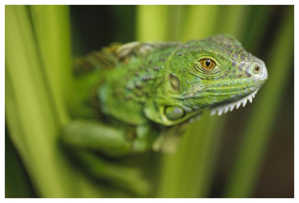 Green Iguana Amid Green Leaves, Roatan Island, Honduras-Paper Art-62,,X42,,
