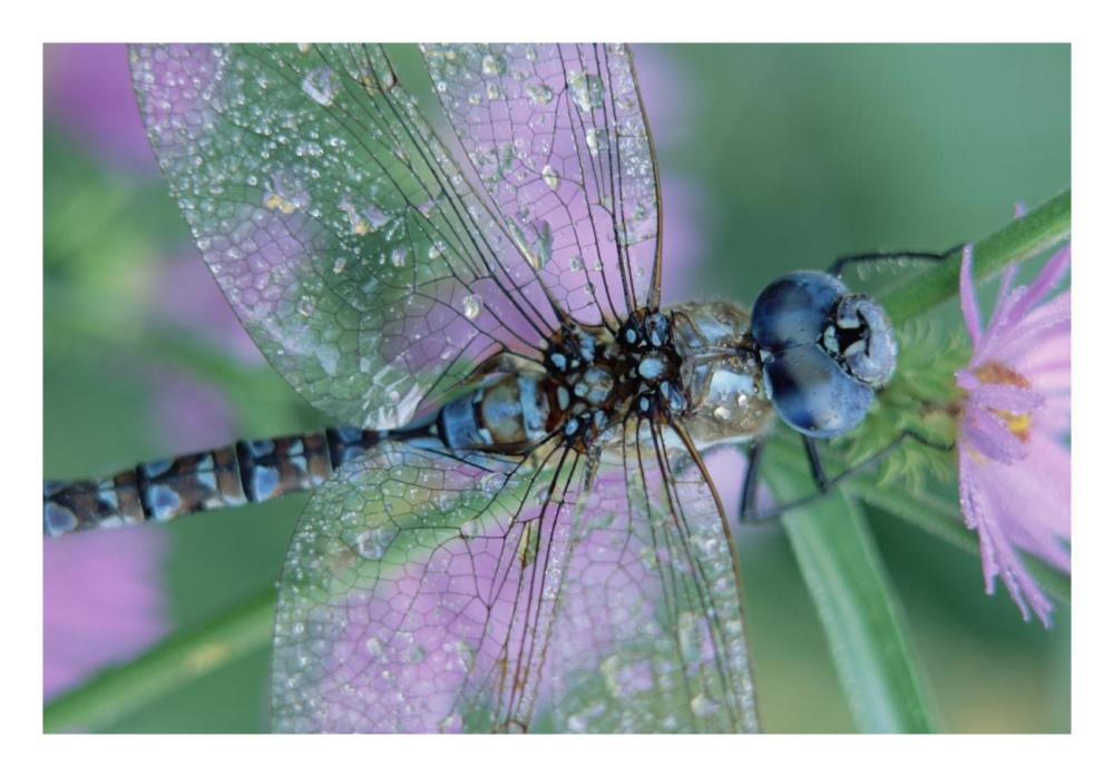Southern Hawker Dragonfly Close-Up, On Stem, New Mexico-Paper Art-26,,X18,,