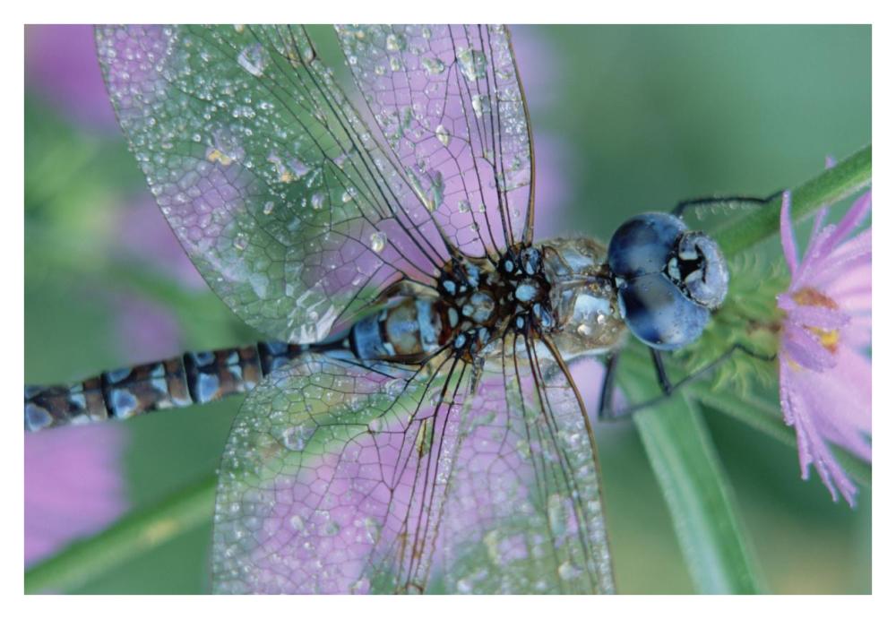 Southern Hawker Dragonfly Close-Up, On Stem, New Mexico-Paper Art-38,,X26,,