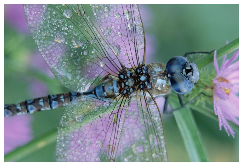 Southern Hawker Dragonfly Close-Up, On Stem, New Mexico-Paper Art-62,,X42,,