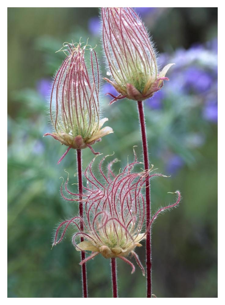 Prairie Smoke Okanagan Valley, British Columbia, Canada-Paper Art-32,,X42,,