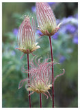 Prairie Smoke Okanagan Valley, British Columbia, Canada-Paper Art-38,,X50,,