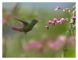 Rufous-Tailed Hummingbird Hovering Near Flower, Ecuador-Paper Art-18,,X14,,