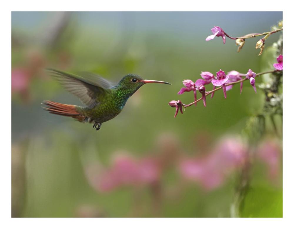 Rufous-Tailed Hummingbird Hovering Near Flower, Ecuador-Paper Art-26,,X20,,