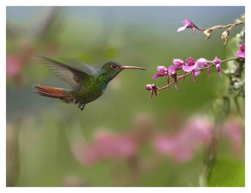 Rufous-Tailed Hummingbird Hovering Near Flower, Ecuador-Paper Art-42,,X32,,
