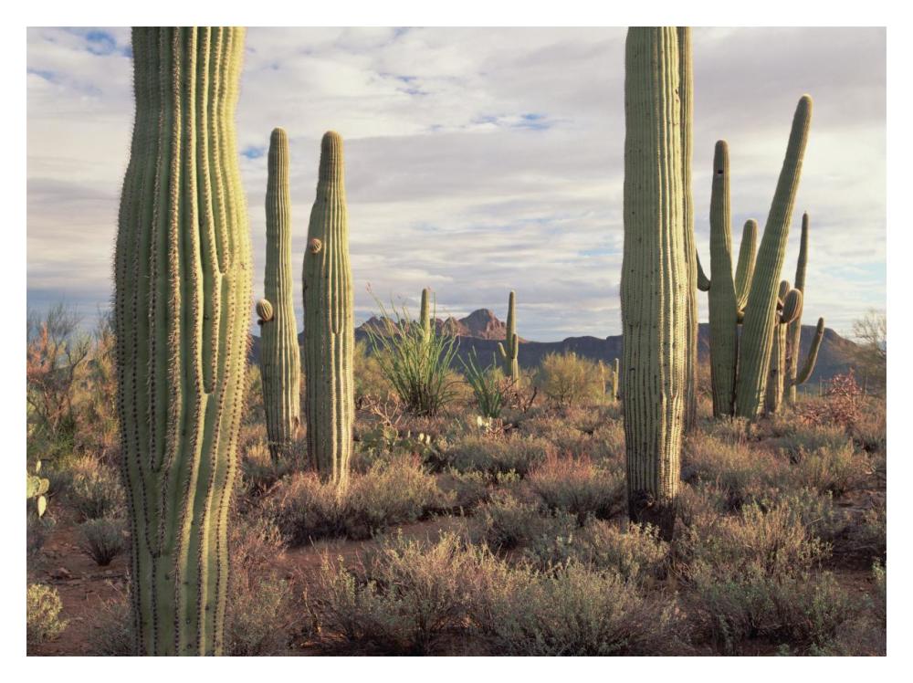 Safford Peak And Saguaro Saguaro National Park, Arizona-Paper Art-18,,X14,,