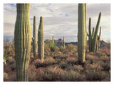 Safford Peak And Saguaro Saguaro National Park, Arizona-Paper Art-18,,X14,,