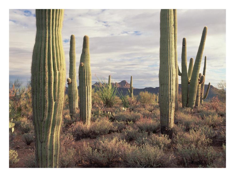 Safford Peak And Saguaro Saguaro National Park, Arizona-Paper Art-26,,X20,,