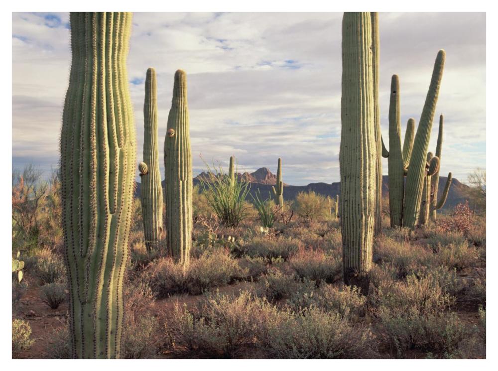 Safford Peak And Saguaro Saguaro National Park, Arizona-Paper Art-42,,X32,,