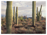 Safford Peak And Saguaro Saguaro National Park, Arizona-Paper Art-42,,X32,,