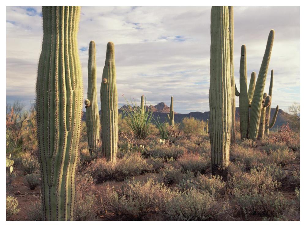 Safford Peak And Saguaro Saguaro National Park, Arizona-Paper Art-50,,X38,,