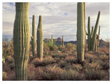 Safford Peak And Saguaro Saguaro National Park, Arizona-Paper Art-50,,X38,,