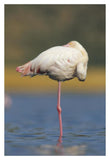 Greater Flamingo Standing On One Leg As It Rests, Kenya-Paper Art-14,,X20,,