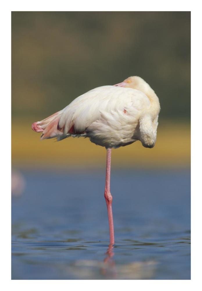 Greater Flamingo Standing On One Leg As It Rests, Kenya-Paper Art-18,,X26,,