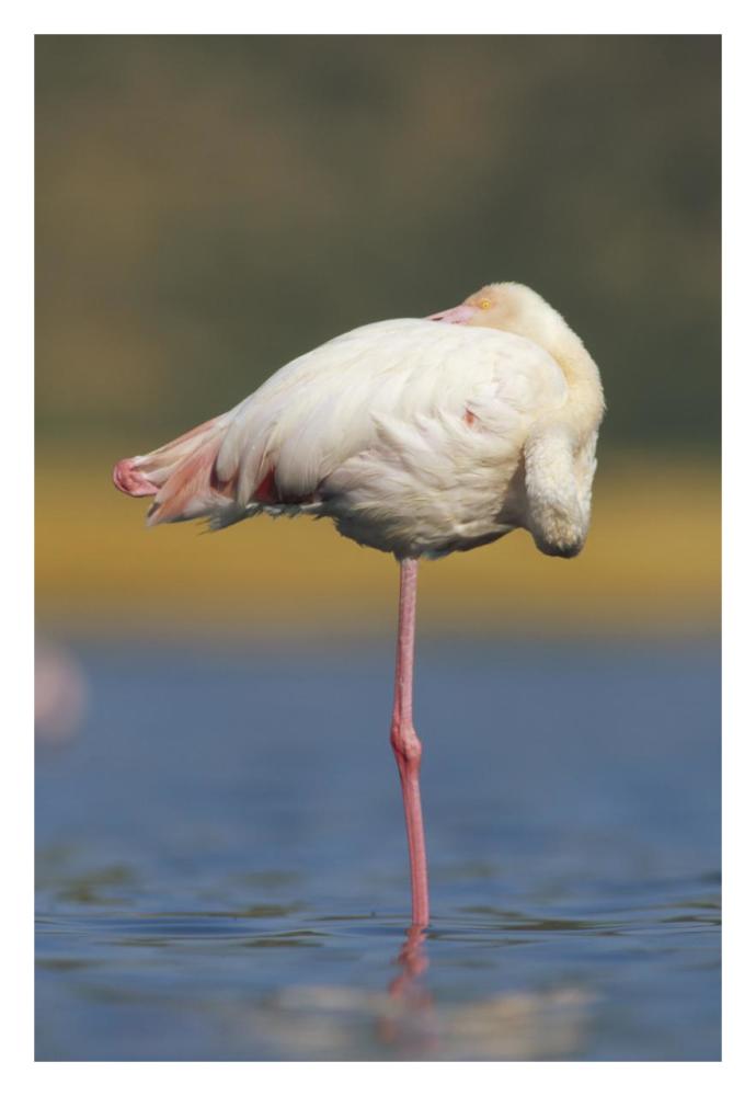 Greater Flamingo Standing On One Leg As It Rests, Kenya-Paper Art-22,,X32,,