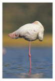 Greater Flamingo Standing On One Leg As It Rests, Kenya-Paper Art-22,,X32,,
