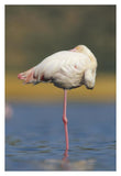 Greater Flamingo Standing On One Leg As It Rests, Kenya-Paper Art-26,,X38,,