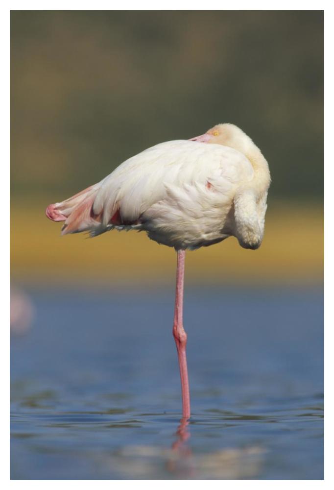 Greater Flamingo Standing On One Leg As It Rests, Kenya-Paper Art-34,,X50,,
