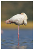 Greater Flamingo Standing On One Leg As It Rests, Kenya-Paper Art-34,,X50,,