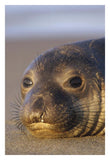 Northern Elephant Seal Portrait On Beach, North America-Paper Art-22,,X32,,