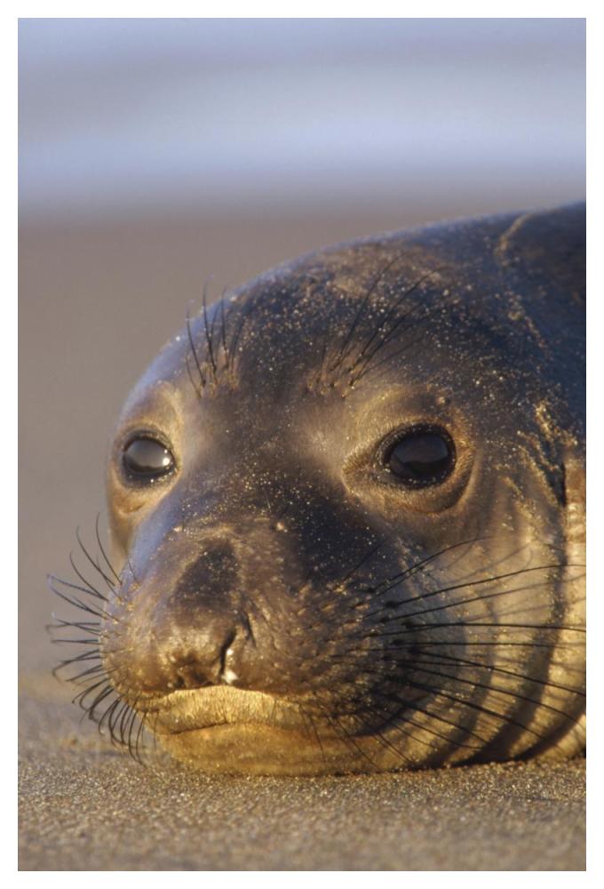 Northern Elephant Seal Portrait On Beach, North America-Paper Art-34,,X50,,