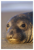 Northern Elephant Seal Portrait On Beach, North America-Paper Art-34,,X50,,