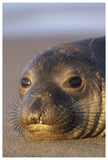 Northern Elephant Seal Portrait On Beach, North America-Paper Art-42,,X62,,