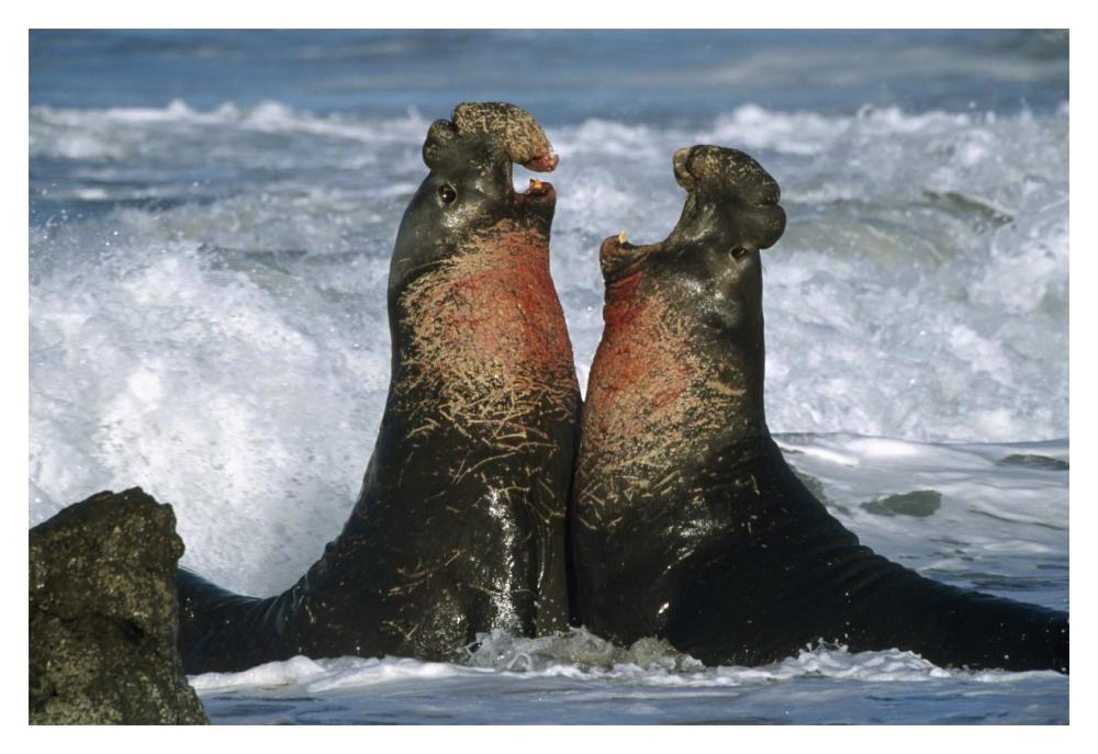 Northern Elephant Seal Males Fighting, California Coast-Paper Art-20,,X14,,